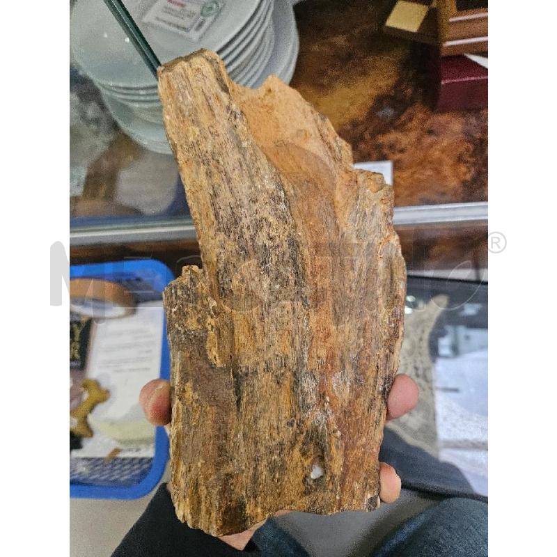 MINERALE TRONCO FOSSILE | Mercatino dell'Usato Modena 3