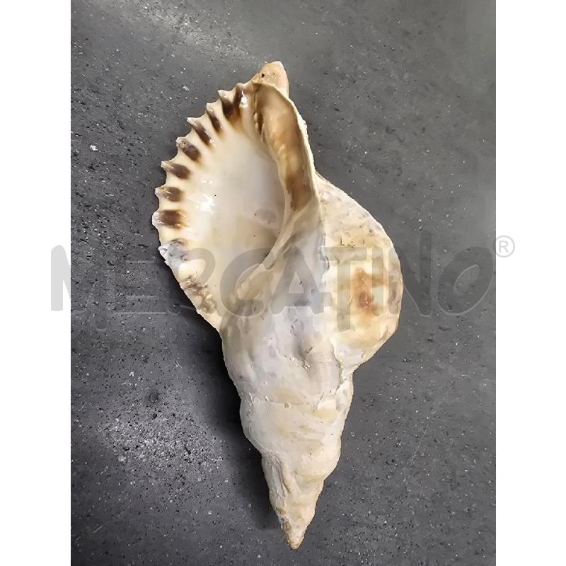 CONCHIGLIA GRANDE  | Mercatino dell'Usato Acerra 2