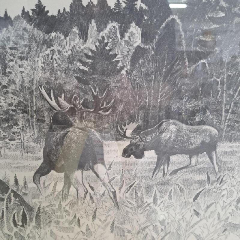 QUADRO / STAMPA ALCE IN NATURA HARALD WIBERG 1981 | Mercatino dell'Usato Ottaviano 2