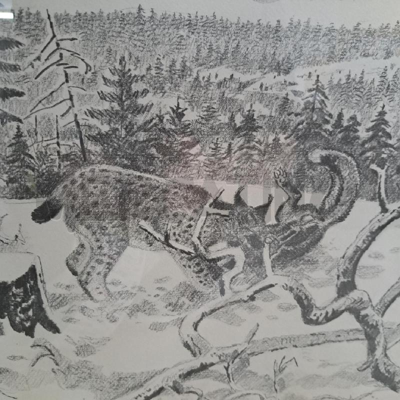 QUADRO / STAMPA LEOPARDO VOLPE LOTTA HARALD WIBERG 1981 | Mercatino dell'Usato Ottaviano 2