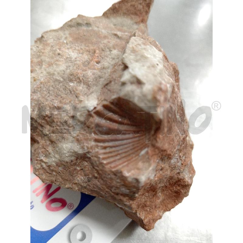 MINERALE CON IMPRONTA FOSSILE | Mercatino dell'Usato Dormelletto 2