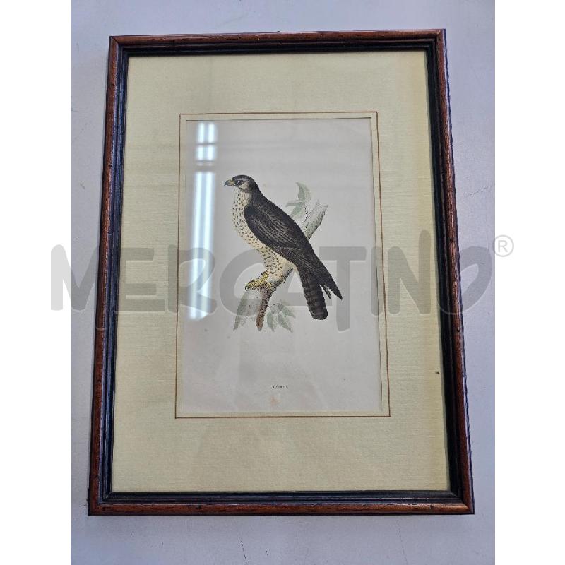 QUADRO FALCO SU RAMO | Mercatino dell'Usato Corciano 1