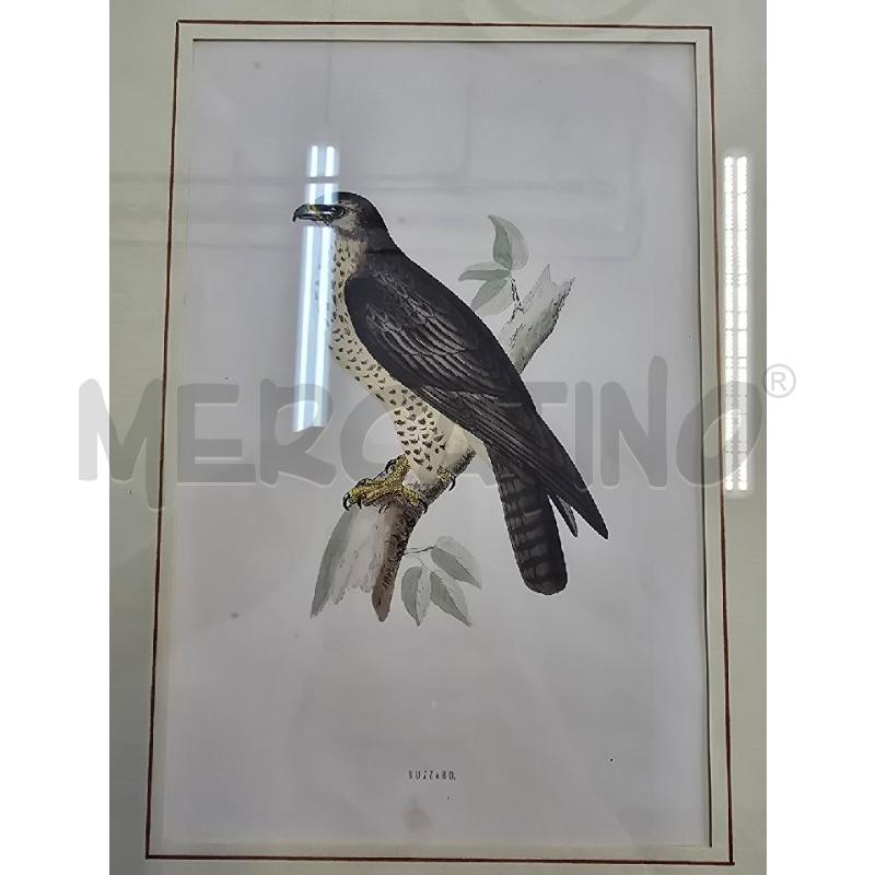 QUADRO FALCO SU RAMO | Mercatino dell'Usato Corciano 2