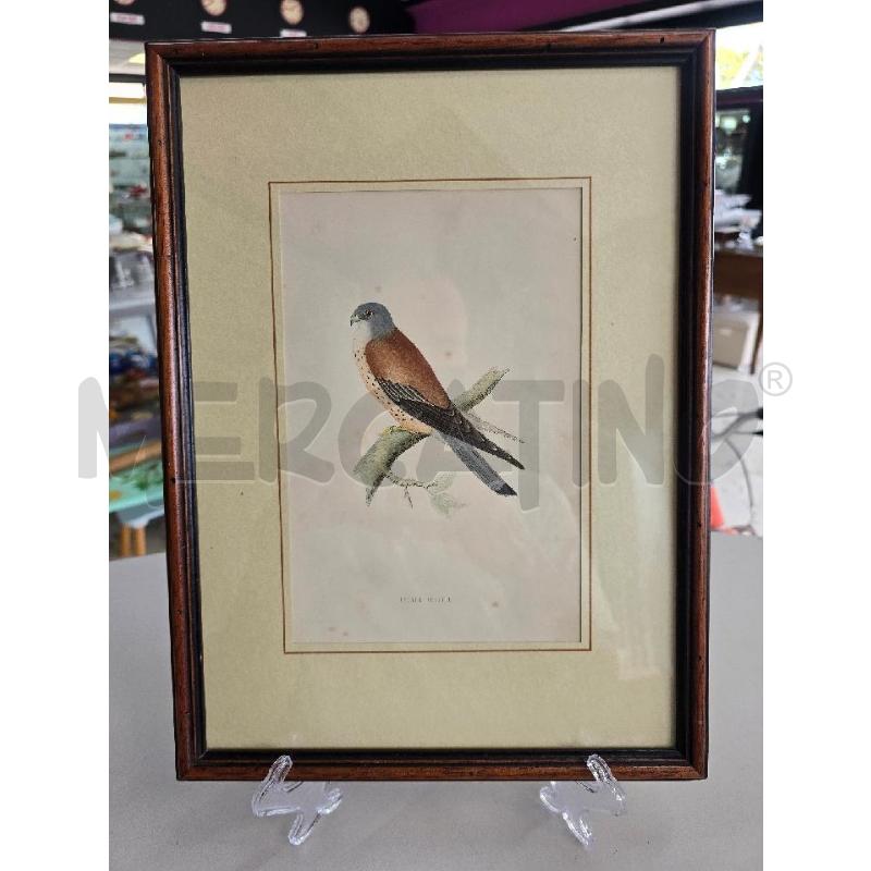 QUADRO UCCELLO TESTA GRIGIA | Mercatino dell'Usato Corciano 1