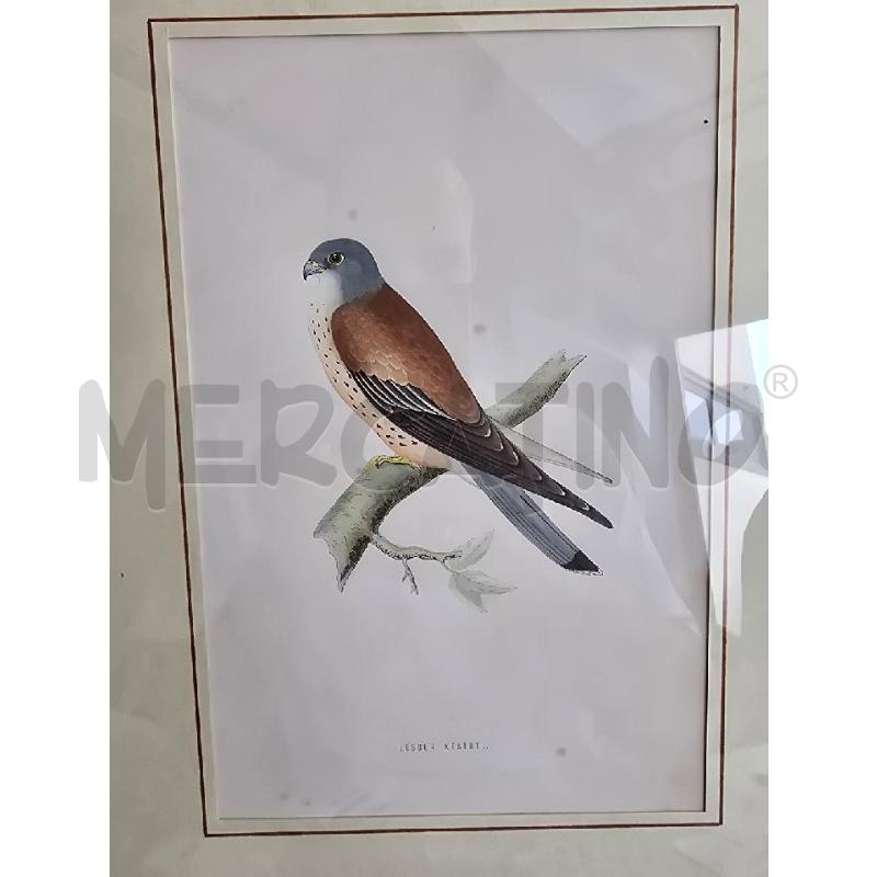 QUADRO UCCELLO TESTA GRIGIA | Mercatino dell'Usato Corciano 2