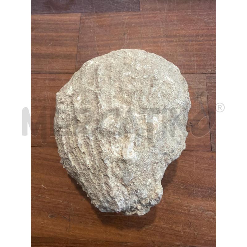 FOSSILE CONCHIGLIA  | Mercatino dell'Usato Faenza 1