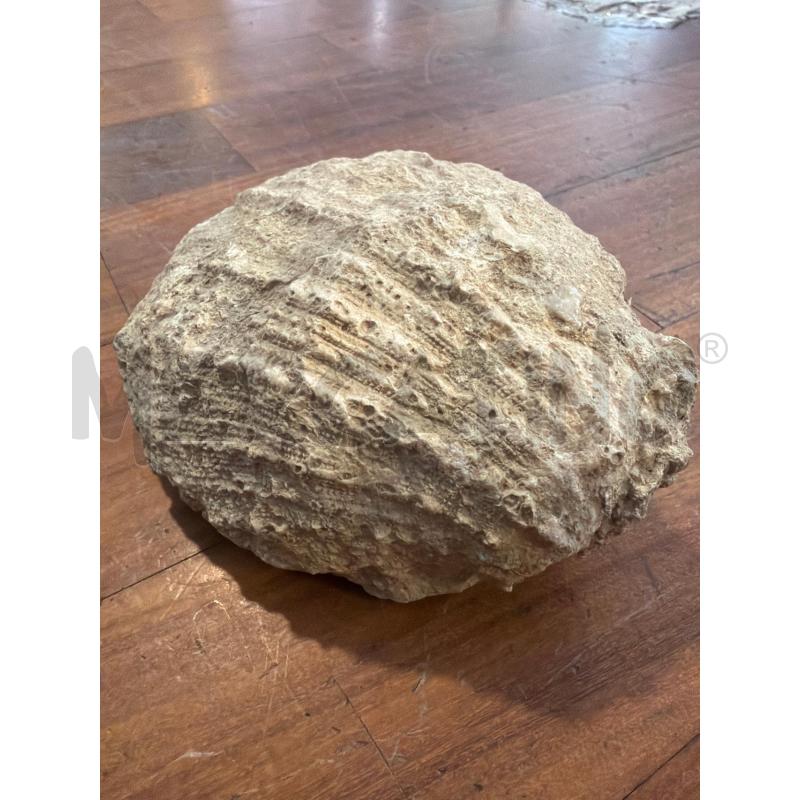 FOSSILE CONCHIGLIA  | Mercatino dell'Usato Faenza 2
