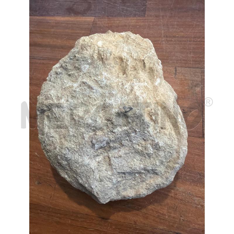 FOSSILE CONCHIGLIA  | Mercatino dell'Usato Faenza 3