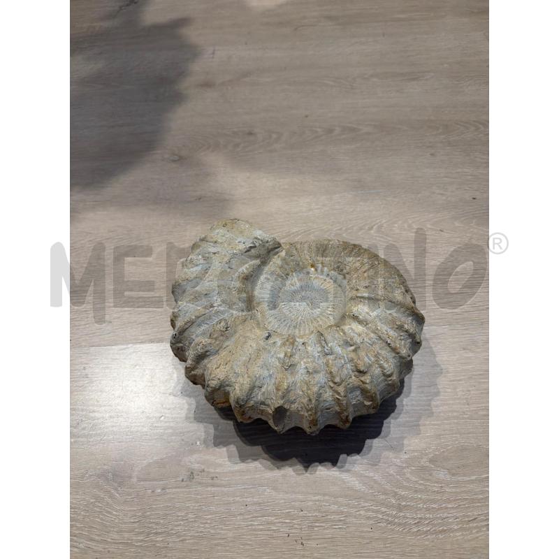 FOSSILE CONCHIGLIA SPIRALE  | Mercatino dell'Usato Faenza 1