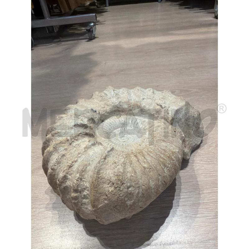 FOSSILE CONCHIGLIA SPIRALE  | Mercatino dell'Usato Faenza 2
