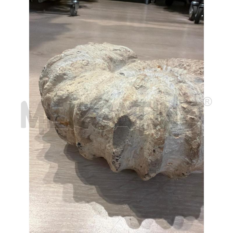 FOSSILE CONCHIGLIA SPIRALE  | Mercatino dell'Usato Faenza 3