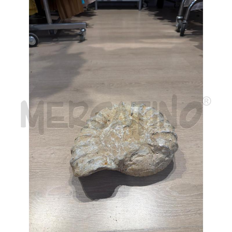 FOSSILE CONCHIGLIA SPIRALE  | Mercatino dell'Usato Faenza 4