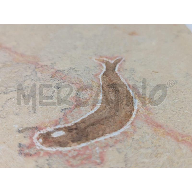 FOSSILE DOPPIO PESCE+VEGETALE COLLEZIONE - MATTONELLA 17X16CM | Mercatino dell'Usato Faenza 4
