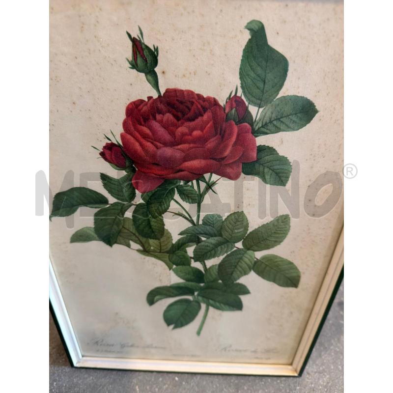 QUADRETTO STAMPA BOTANICA FIORI COLLEZIONE ARREDO | Mercatino dell'Usato Faenza 2