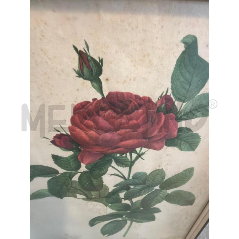 QUADRETTO STAMPA BOTANICA FIORI COLLEZIONE ARREDO | Mercatino dell'Usato Faenza 3