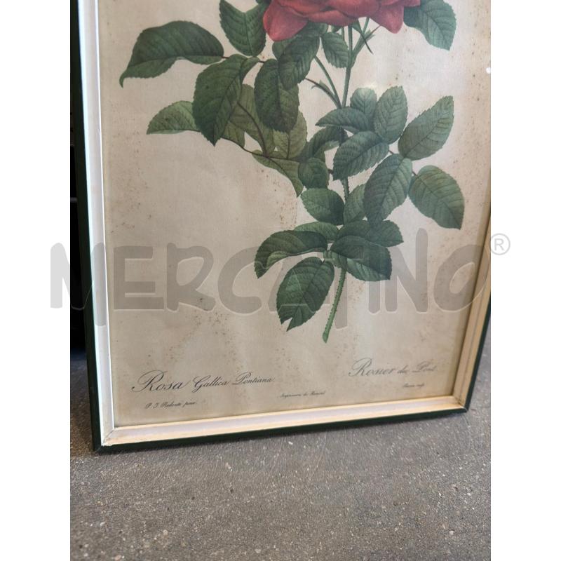 QUADRETTO STAMPA BOTANICA FIORI COLLEZIONE ARREDO | Mercatino dell'Usato Faenza 4