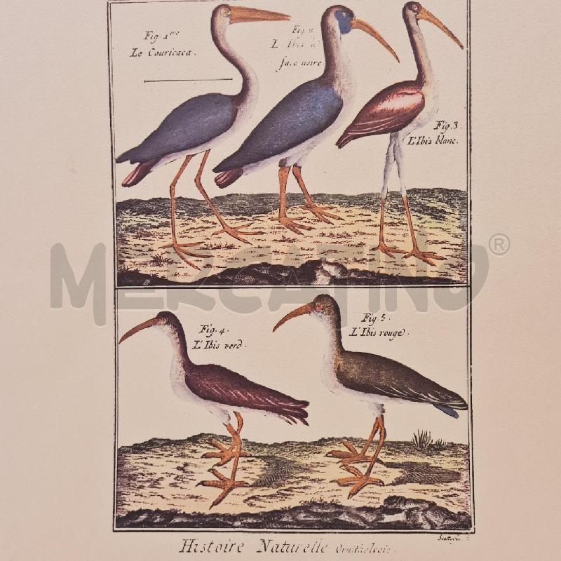 STAMPE X 4 UCCELLI SERIE STORIA NATURALE | Mercatino dell'Usato Cesenatico 2