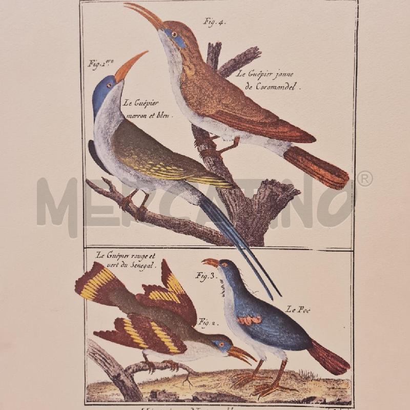 STAMPE X 4 UCCELLI SERIE STORIA NATURALE | Mercatino dell'Usato Cesenatico 3