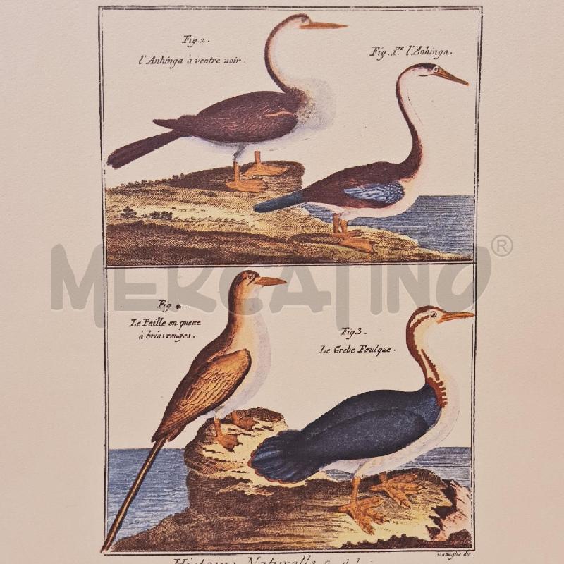 STAMPE X 4 UCCELLI SERIE STORIA NATURALE | Mercatino dell'Usato Cesenatico 4