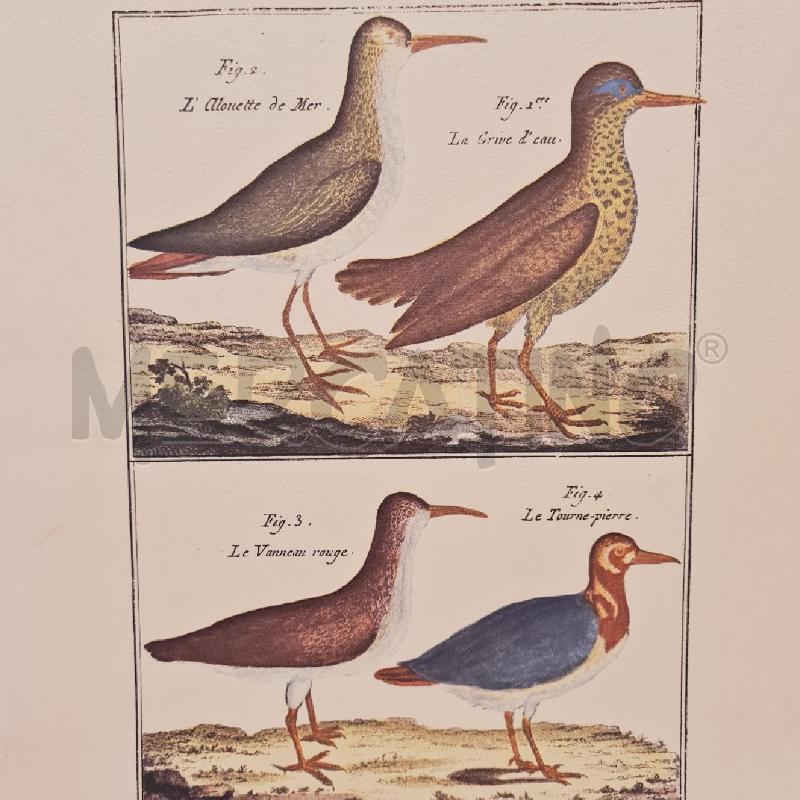 STAMPE X 4 UCCELLI SERIE STORIA NATURALE | Mercatino dell'Usato Cesenatico 5