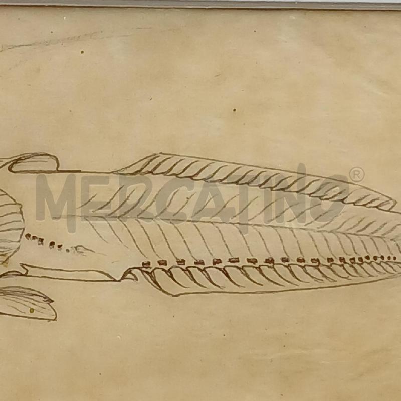 MATITA STUDIO DI PESCE | Mercatino dell'Usato Roma garbatella 3