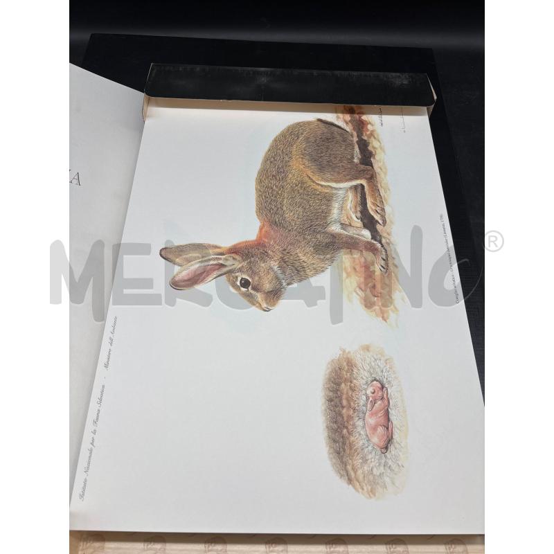 ICONOGRAFIA MAMMIFERI + TAVOLE | Mercatino dell'Usato Roma gregorio vii 3