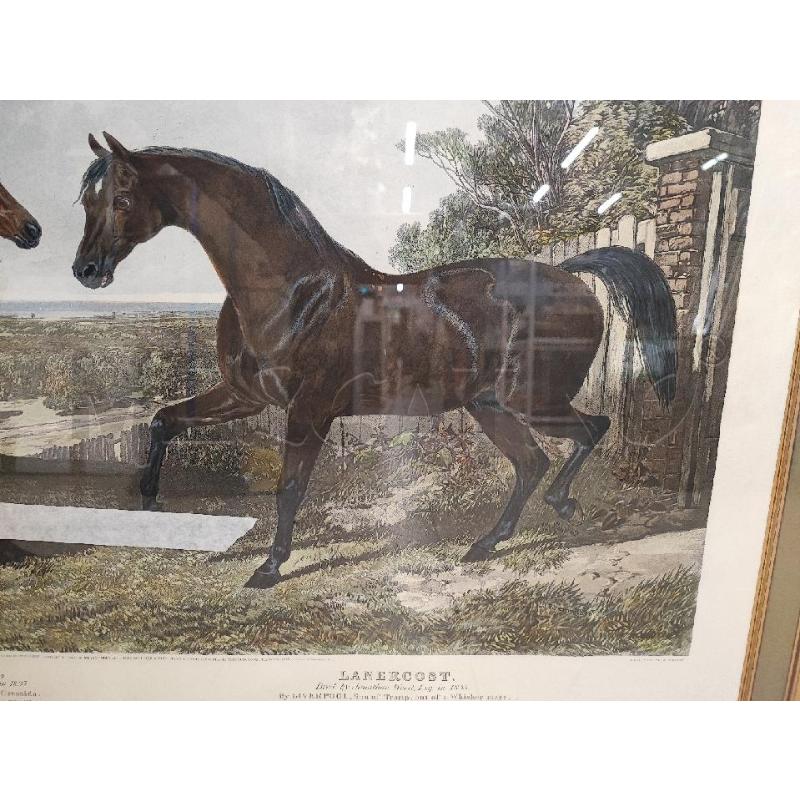 STAMPA GRANDE CAVALLO CORN LEGNO  | Mercatino dell'Usato Roma gregorio vii 2