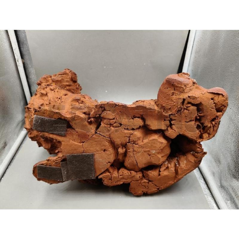 CAGNOLINO TERRACOTTA ORIENTALE  | Mercatino dell'Usato Roma talenti 5