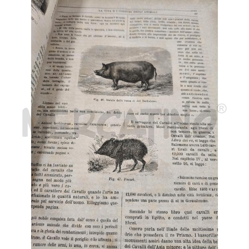 I MAMMIFERI DI FIGUIER | Mercatino dell'Usato Roma talenti 2