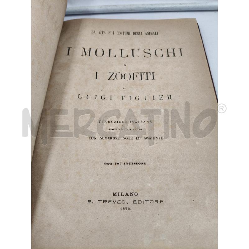 I MOLLUSCHI E I ZOOFITI | Mercatino dell'Usato Roma talenti 3