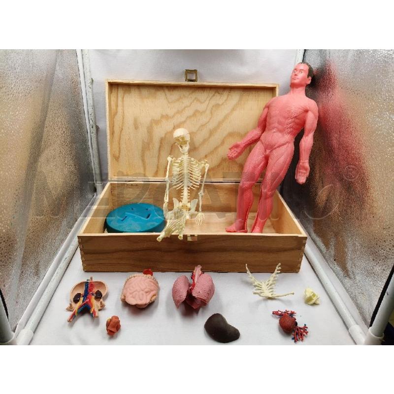 MANICHINO PL ANATOMIA | Mercatino dell'Usato Roma talenti 1