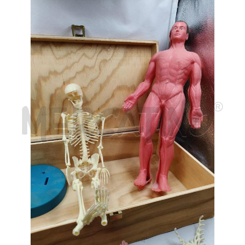 MANICHINO PL ANATOMIA | Mercatino dell'Usato Roma talenti 2