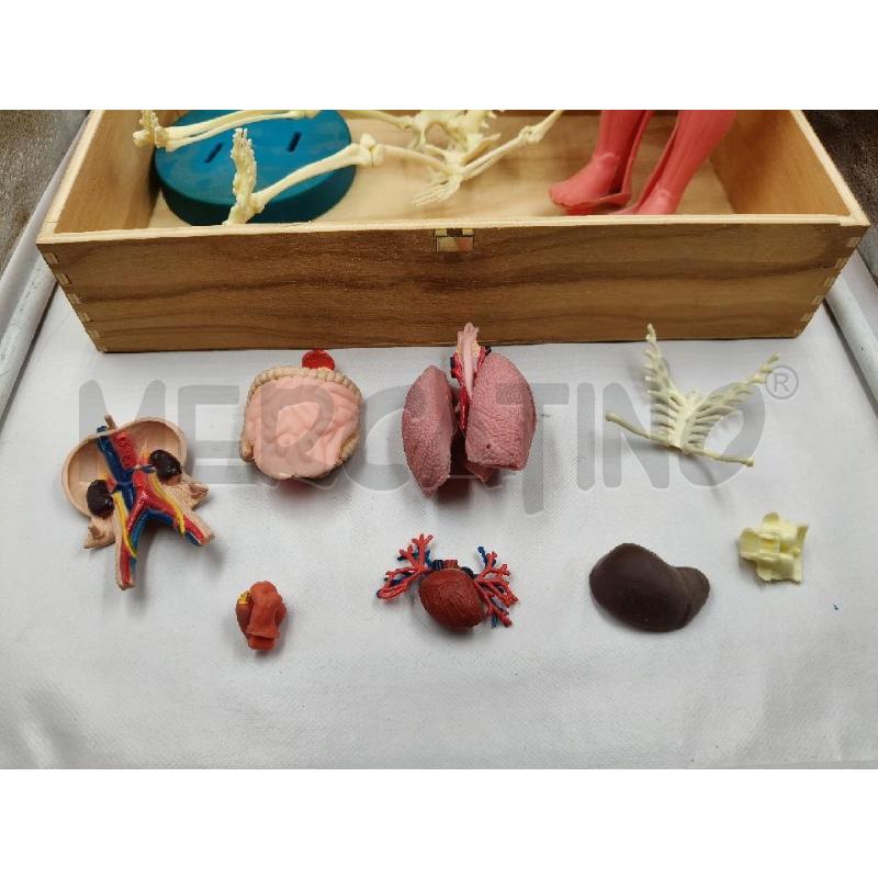 MANICHINO PL ANATOMIA | Mercatino dell'Usato Roma talenti 3