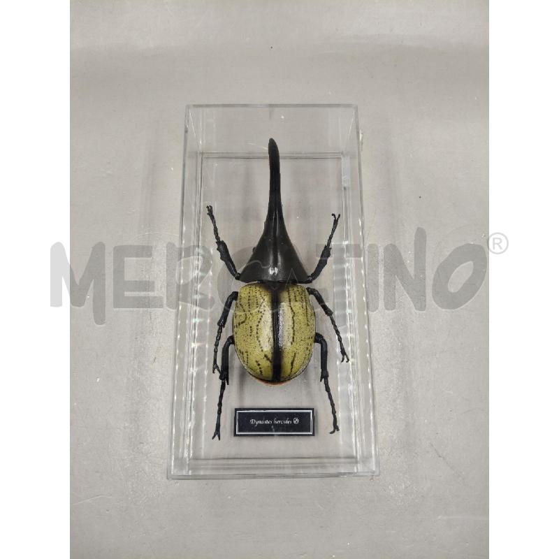 SCARABEO IN TECA DYNASTES HERCULES | Mercatino dell'Usato Roma talenti 1
