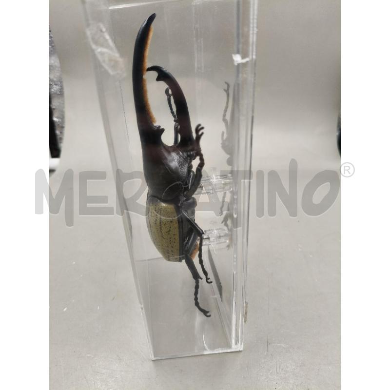 SCARABEO IN TECA DYNASTES HERCULES | Mercatino dell'Usato Roma talenti 2