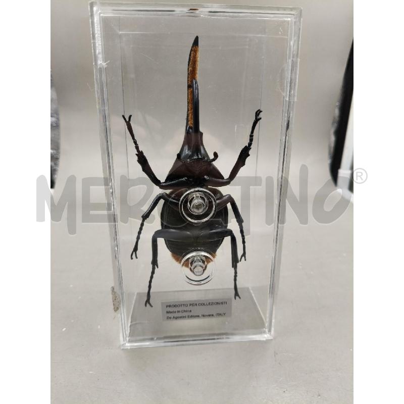 SCARABEO IN TECA DYNASTES HERCULES | Mercatino dell'Usato Roma talenti 3