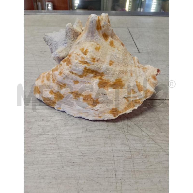 CONCHIGLIA GRANDE | Mercatino dell'Usato Ciampino 1