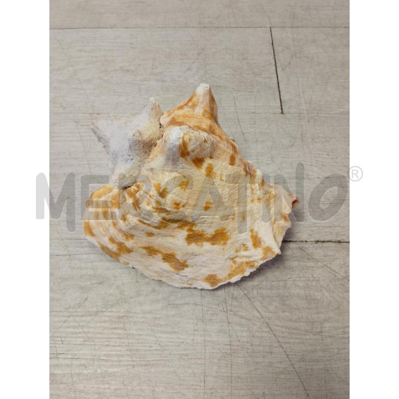 CONCHIGLIA GRANDE | Mercatino dell'Usato Ciampino 2