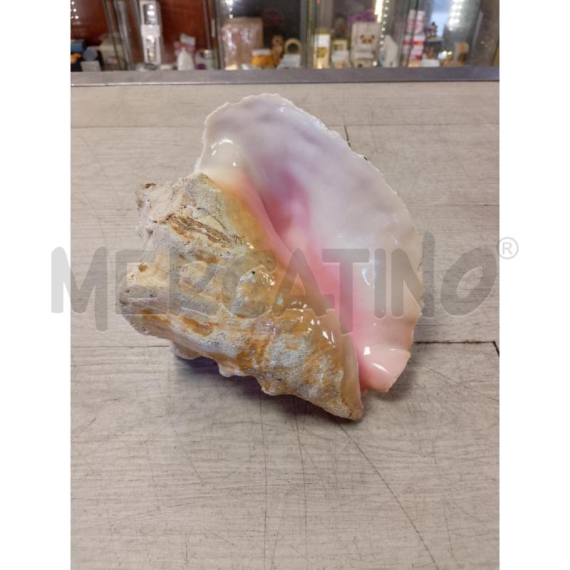CONCHIGLIA GRANDE | Mercatino dell'Usato Ciampino 3