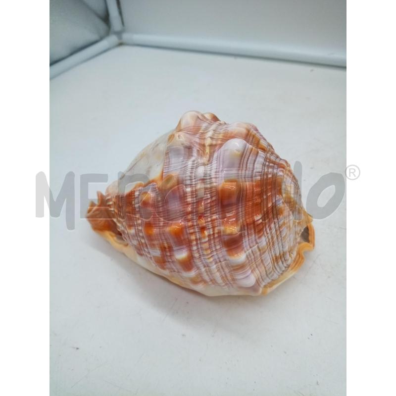 CONCHIGLIA CAMMEO PROFILO DONNA | Mercatino dell'Usato Roma porta maggiore 3