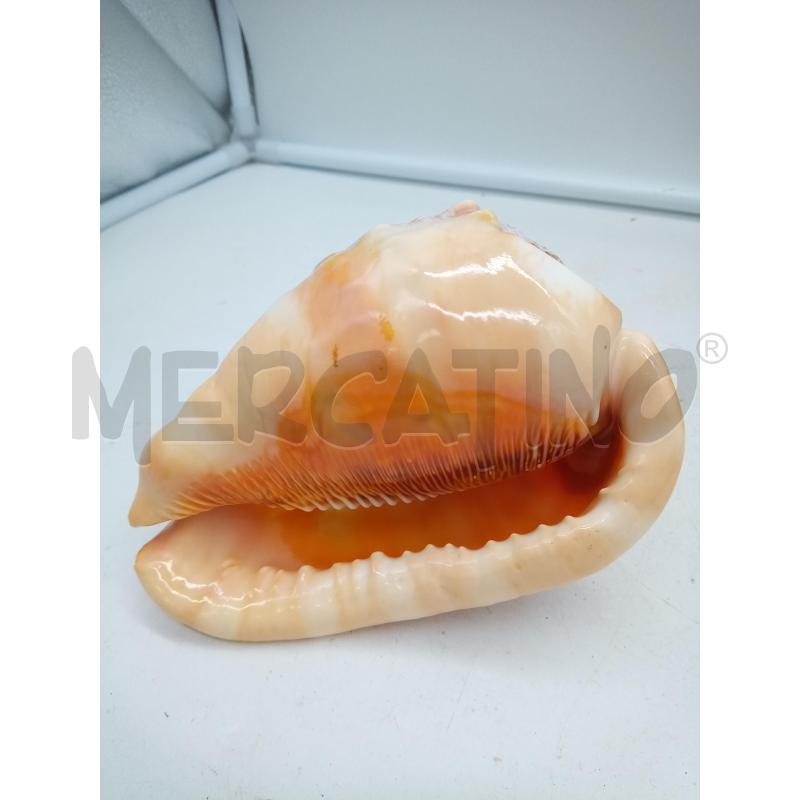 CONCHIGLIA CAMMEO PROFILO DONNA | Mercatino dell'Usato Roma porta maggiore 4