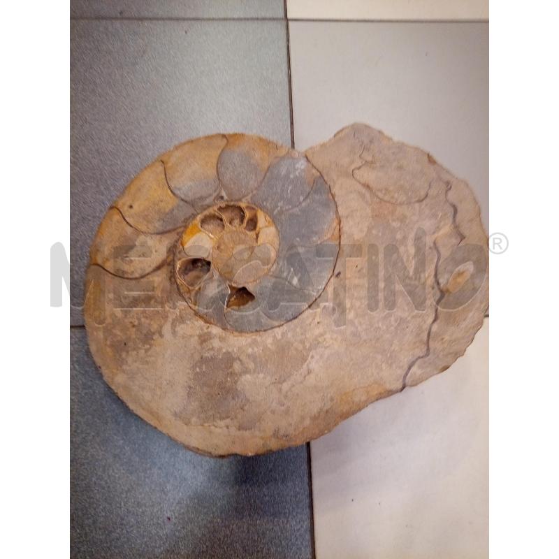 FRAMMENTO AMMONITE FOSSILE | Mercatino dell'Usato Roma porta maggiore 1