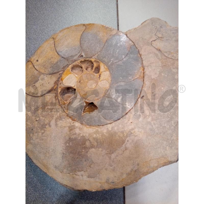 FRAMMENTO AMMONITE FOSSILE | Mercatino dell'Usato Roma porta maggiore 2
