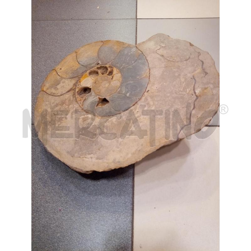 FRAMMENTO AMMONITE FOSSILE | Mercatino dell'Usato Roma porta maggiore 3