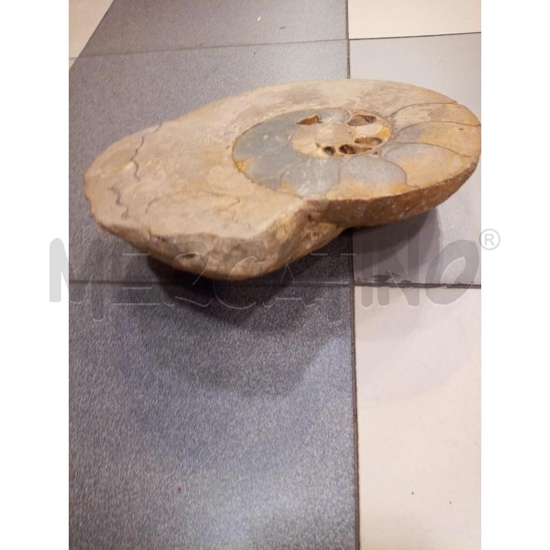 FRAMMENTO AMMONITE FOSSILE | Mercatino dell'Usato Roma porta maggiore 4