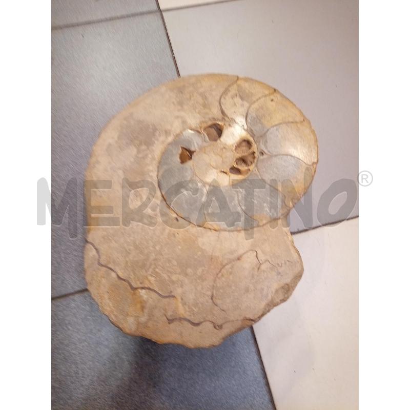 FRAMMENTO AMMONITE FOSSILE | Mercatino dell'Usato Roma porta maggiore 5