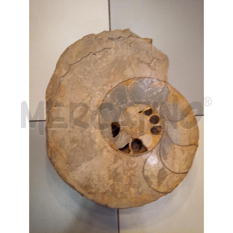 FRAMMENTO AMMONITE FOSSILE  | Mercatino dell'Usato Roma porta maggiore 1