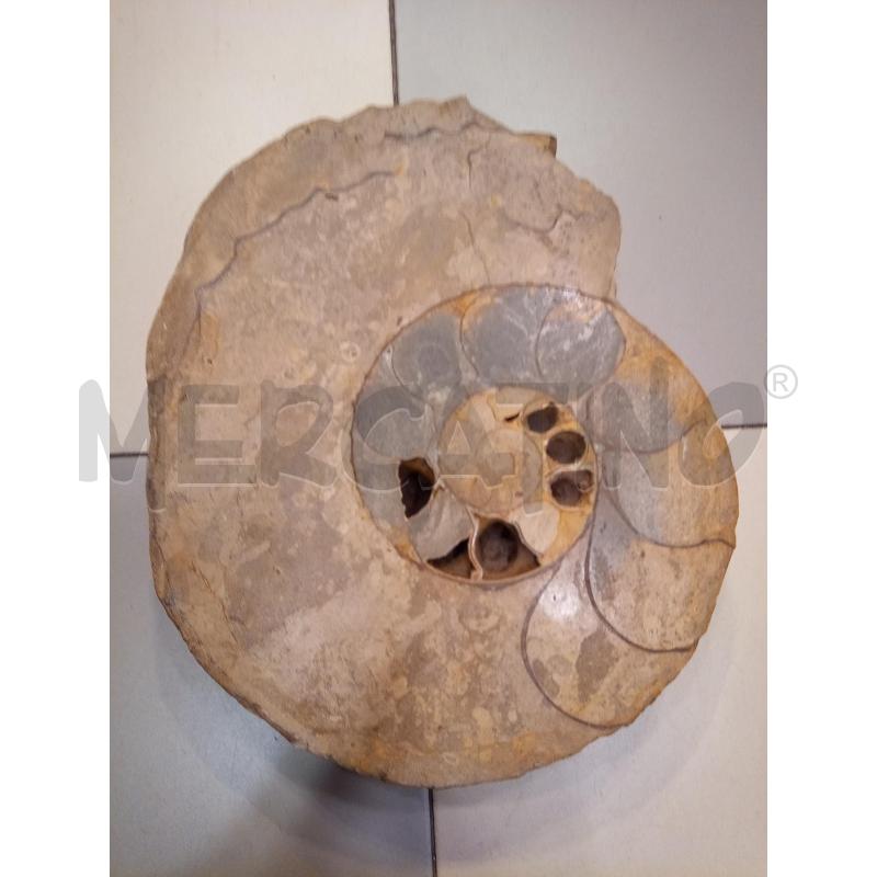 FRAMMENTO AMMONITE FOSSILE  | Mercatino dell'Usato Roma porta maggiore 3