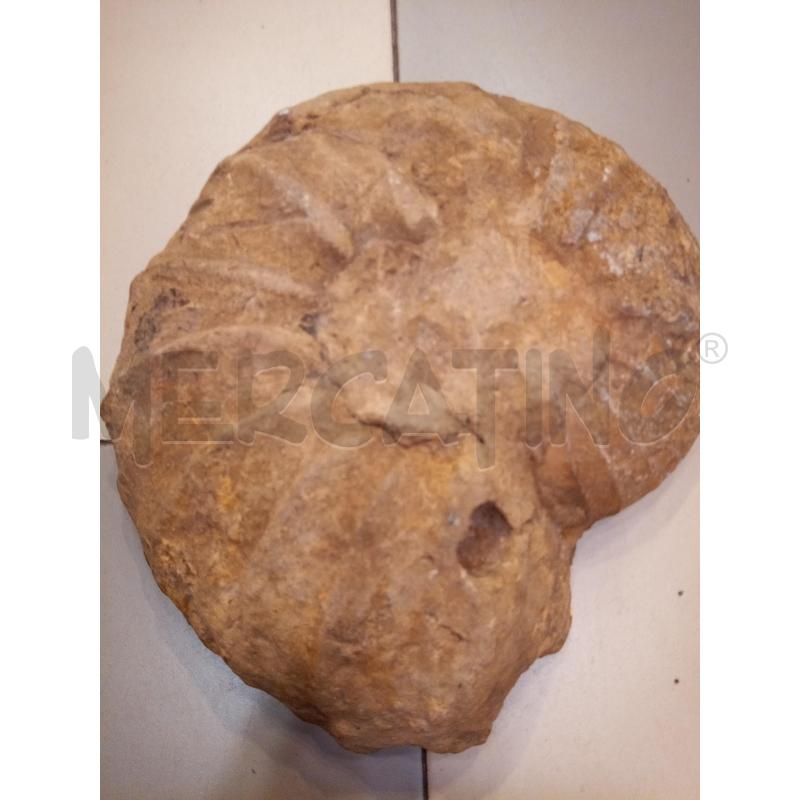 FRAMMENTO AMMONITE FOSSILE  | Mercatino dell'Usato Roma porta maggiore 4