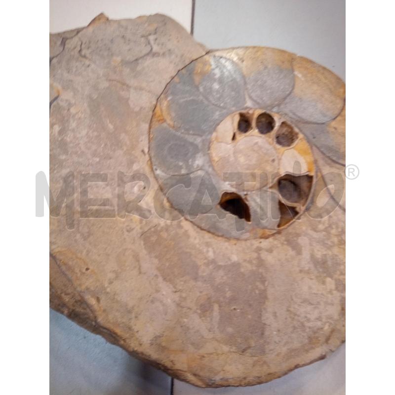 FRAMMENTO AMMONITE FOSSILE  | Mercatino dell'Usato Roma porta maggiore 5
